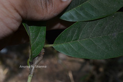 Annona reticulata
